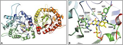 Catalytic Performance of a Class III Old Yellow Enzyme and Its Cysteine Variants